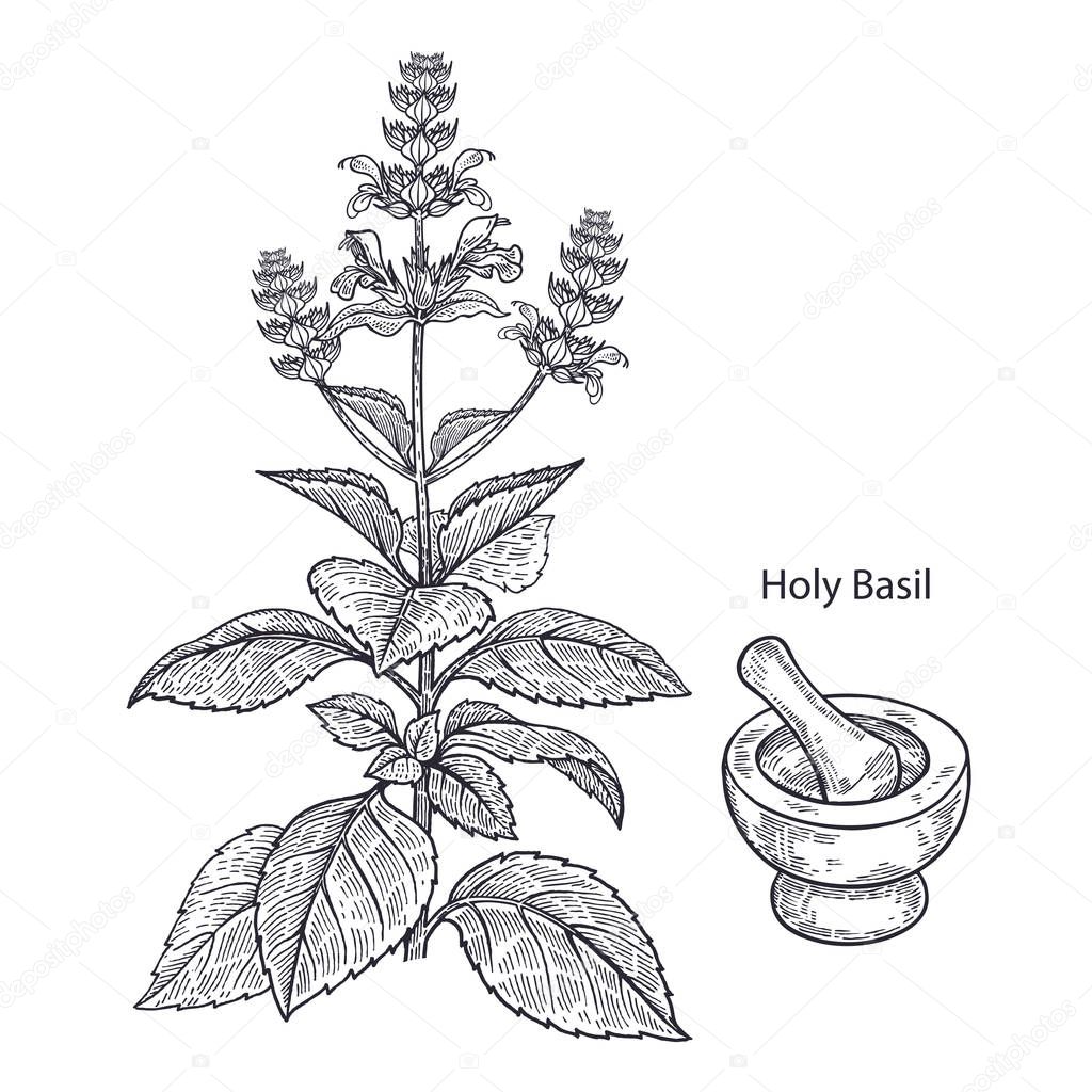Realistic medical plant Holy Basil, mortar and pestle. Vintage engraving. Vector illustration art. Black and white. Hand drawn. Alternative medicine series.