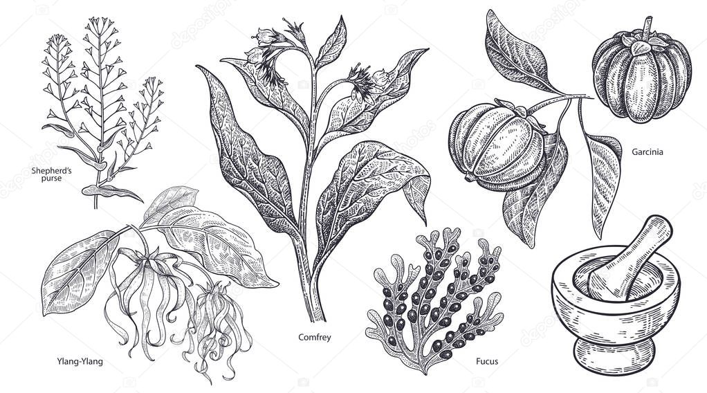 Set of isolated medical plants, flowers and herbs. Ylang-Ylang, shepherd's purse, comfrey, fruit garcinia, algae fucus, mortar and pestle. Vintage engraving. Vector illustration. Black and white.