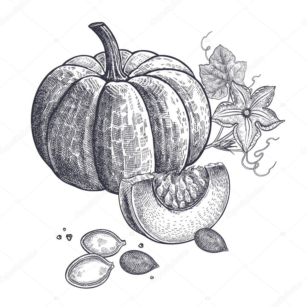 Pumpkin, flower and seeds realistic isolated. Vector illustration of food. Vintage engraving art. Hand drawing plants. Black and white sketch.