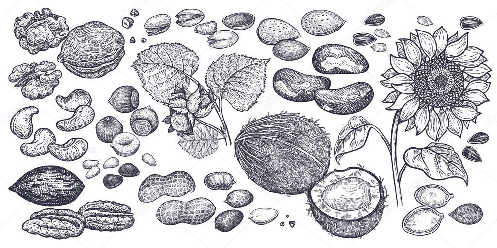 Hazelnut, walnut, peanuts, almond, cashew, pistachio, Brazilian nut, sunflower seeds and pumpkin seeds realistic isolated. Vector illustration. Vintage engraving art. Hand drawing. Black and white.