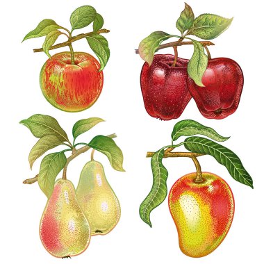 Meyveler ve meyve ayarlayın. Gerçekçi el çizimi ile renkli kalemler yaptı. Kırmızı elma, armut, beyaz arka plan üzerinde izole mango. Vintage. Bitki dekorasyon gıda ambalaj, mutfak tasarımı için.
