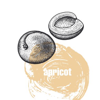 Kayısı. Beyaz arka plan üzerinde izole meyve gerçekçi vektör Illustration. El çizim kroki. Sağlık ve güzellik doğal ürünleri paket için tasarlayın. Vintage siyah beyaz gravür