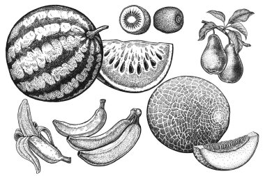 Meyve ayarlayın. Karpuz, kavun, kivi, armut, muz, kavun gerçekçi vektör Illustration. Vintage siyah beyaz el çizimi. Vejetaryen yiyecekler. Mutfak tasarımı. Gıda ambalajları için dekorasyon.