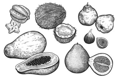 Meyve ve fındık beyaz arka plan üzerinde izole ayarlayın. İncir, pomelo, papaya, Hindistan cevizi, elma ayva, carambola gerçekçi vektör Illustration. Vintage siyah beyaz el çizimi. Vejetaryen yiyecekler.