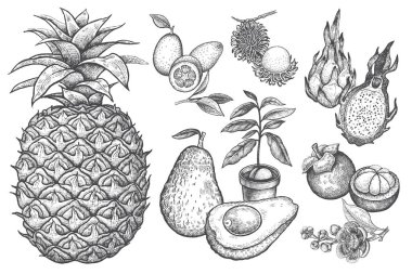 Egzotik meyve Kamkat, ananas, dragonfruit, rambutan, mangosten, cherimoya, avokado. Siyah ve beyaz illüstrasyon sanat. Vektör el izole üzerinde beyaz arka plan çizimi. Tarzı vintage oyma.