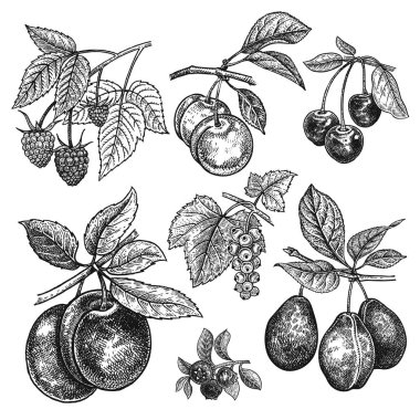 Fruits and berries set. Cherry, variations of plum, currant, raspberry, blueberry isolated on white background. Hand drawing realistic. Vintage engraving. Black and white. clipart