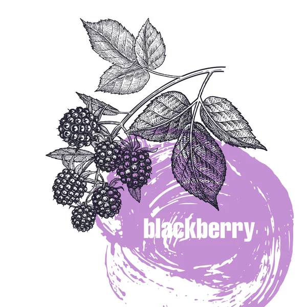 Blackberry Reális Vektoros Illusztráció Berry Elszigetelt Fehér Background Kézi Rajz — Stock Vector