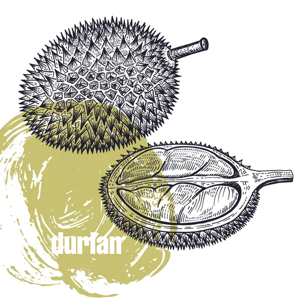 Durian Ρεαλιστική Διανυσματικά Εικονογράφηση Των Φρούτων Που Απομονώνονται Λευκό Φόντο — Διανυσματικό Αρχείο