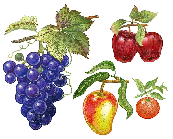 浆果和水果集合 用彩色铅笔制作的写实手绘画 红苹果 普通话 芒果在白色背景下分离 植物装饰食品包装 厨房设计 — 图库矢量图片
