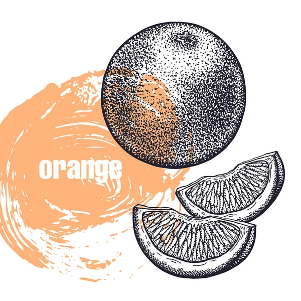 오렌지입니다 배경에 고립의 사실적인 일러스트 그리기 밑그림입니다 건강과 아름다움 제품의 — 스톡 벡터