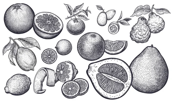 Sada Izolované Citrusové Plody Pomeranč Citron Vápno Mandarinka Pomelo Grapefruit — Stockový vektor