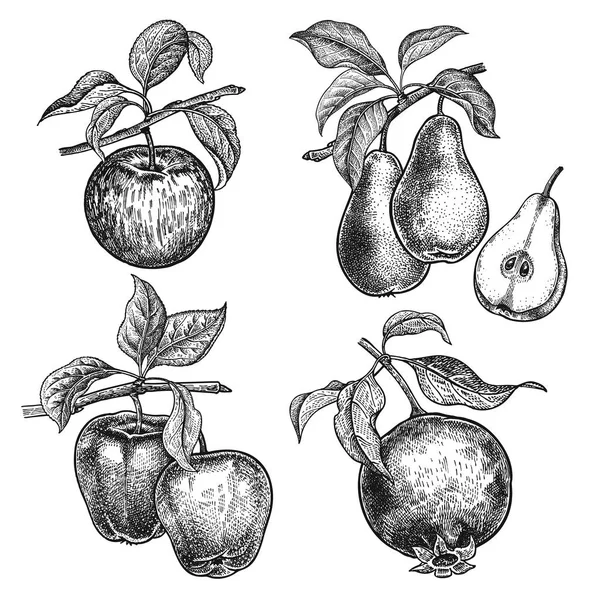 Jablka Granát Hrušky Realistická Vektorová Ilustrace Rostliny Ruční Kresba Ovoce — Stockový vektor
