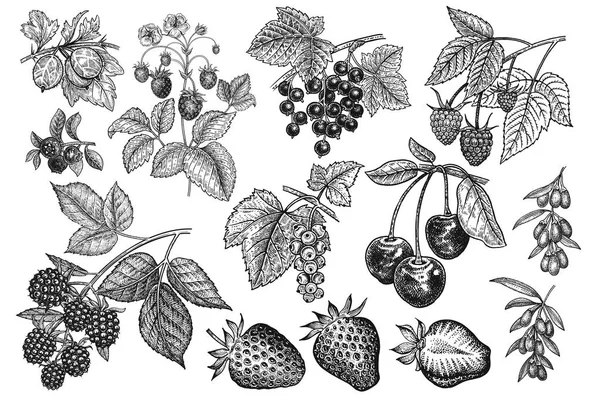 Çilek büyük ayarlayın. Gerçekçi çilek, kiraz, ahududu, böğürtlen, goji, kuş üzümü, yaban mersini, beyaz arka plan üzerinde izole Bektaşi. El çizimi. Vintage. Siyah ve beyaz. Vektör.