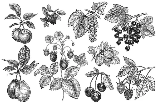 Set Frutas Bayas Ciruelas Arándanos Fresas Grosellas Grosellas Cerezas Frambuesas — Archivo Imágenes Vectoriales
