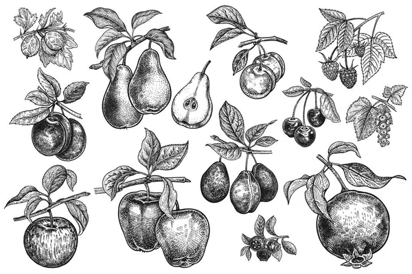 Meyveler ve meyve büyük ayarlayın. Elma, armut, Erik, kiraz, granat, yaban mersini, ahududu, Bektaşi üzümü, frenk üzümü, dalları, izole üzerinde beyaz arka plan bırakır. El çizimi. Vintage. Siyah ve beyaz. Vektör.