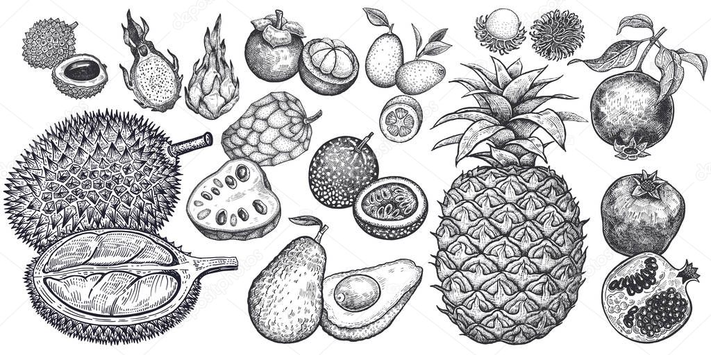Isolated exotic fruits. Pineapple; avocado; pomegranate; lychee; durian; passion fruit; kumquat; cherimoya; dragonfruit; mangosteen and rambutan. Black and white. Vintage vector illustration.