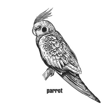 Sorguç ve pembe yanakları ile papağan. Beyaz arka plan üzerinde izole gerçekçi kuş. El vahşi kuş çizimi. Siyah ve beyaz. Vektör çizim. Vintage gravür tarzı. Doğa kavramı