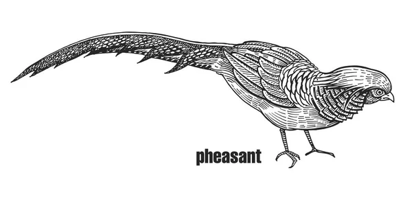 Fazant Hand Tekenen Van Vogels Uit Het Wild Zwarte Cijfer — Stockvector