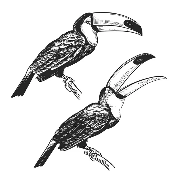 オオハシ 野生の鳥の手書き ブラック ホワイト バック グラウンド上の図します ベクトルの図 ビンテージ彫刻スタイル 大きなくちばしを持つ熱帯鳥の現実的な孤立した人物 性質の概念 — ストックベクタ