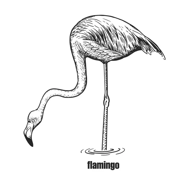Flamingo Desenho Mão Pássaro Selvagem Figura Preta Fundo Branco Ilustração —  Vetores de Stock
