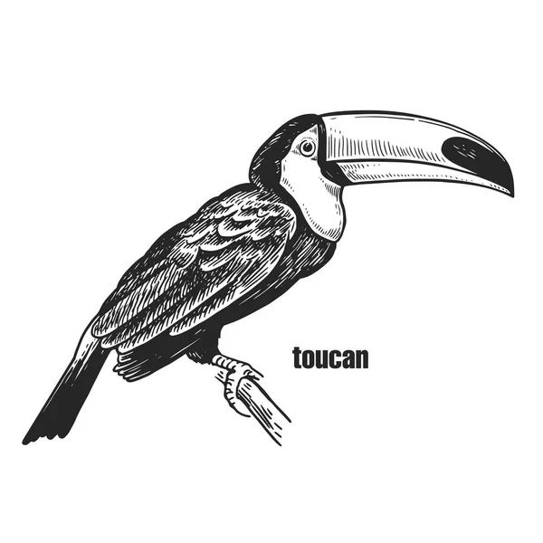 Toucan Desenho Mão Pássaro Selvagem Figura Preta Fundo Branco Ilustração —  Vetores de Stock