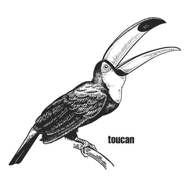 Toucan Dessin Main Oiseau Sauvage Figurine Noire Sur Fond Blanc — Image vectorielle