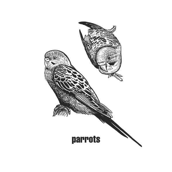 Wavy parrots. Realistic birds budgies isolated on white background. Hand drawing of bird from wild. Black and white . Vector illustration. Vintage engraving style. Nature concept — Stock Illustration Wavy Parrots Realistic Birds Budgies Isolated White Background Hand Drawing Royalty Free Stock Vectors