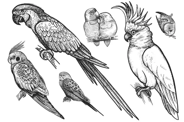 Birds set. Realistic isolated parrots. Hand drawing bird from wild. Black wavy parrots, budgies, Ara, cockatoo, parrots are in love on white background. Vector illustration. Vintage engraving. Nature — Stock Illustration Birds Set Realistic Isolated Parrots Hand Drawing Bird Wild Black Royalty Free Stock Illustrations