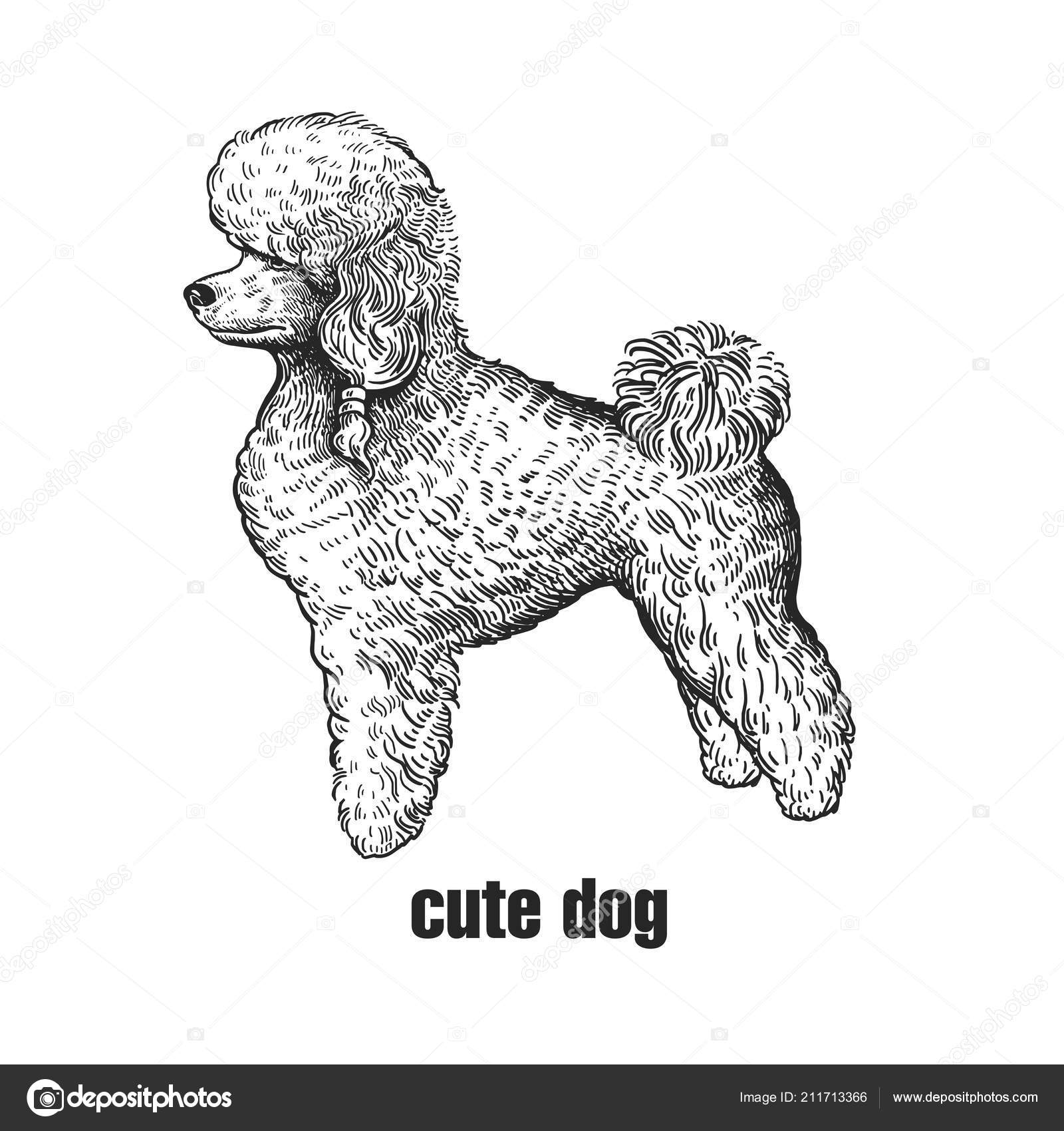 Caniche Chiot Mignon Maison Animal Isolé Sur Fond Blanc