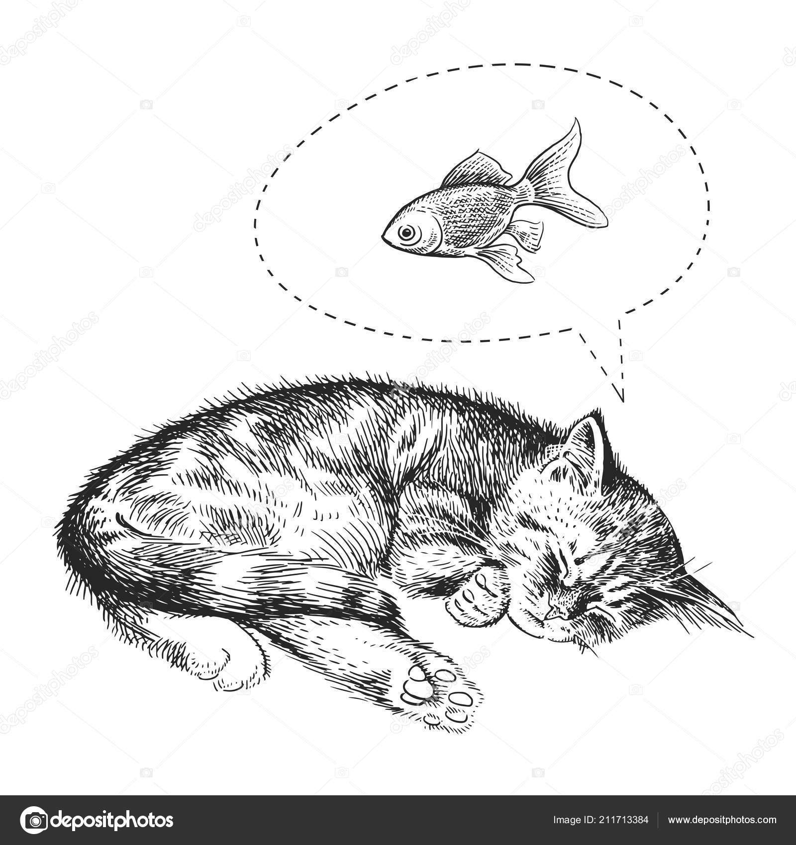 Cute Kitten Sleeps Dreams Goldfish Home Pet Isolated White Background Stock  Vector by ©sasha-kasha 211713384, image size:1600x1700