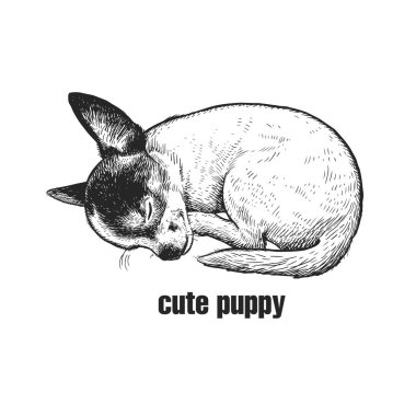 Şirin chihuahua köpek yavrusu uyuyor. Ev evde beslenen hayvan izole beyaz arka plan üzerinde. Kroki. Vektör çizim sanat. Hayvan tarzı vintage oyma gerçekçi portresi. Siyah ve beyaz el köpek çizimi.