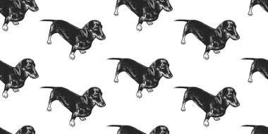 Dachshund. Sevimli yavru ile Seamless modeli. Beyaz arka plan üzerinde izole ev Evcil hayvan. Kroki. Vektör çizim sanat. Hayvan gerçekçi portreleri. Vintage. Siyah ve beyaz el köpeklerden çizimi. 