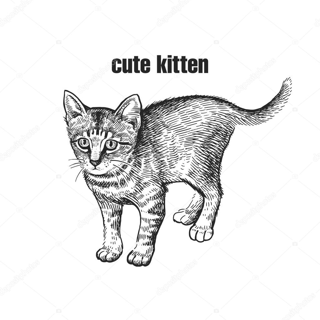 Vettoriale stockBel Gattino Home Pet Isolato Sfondo Bianco Schizzo  Illustrazione Vettoriale di ©sasha-kasha #211712094, image size:1024x1024