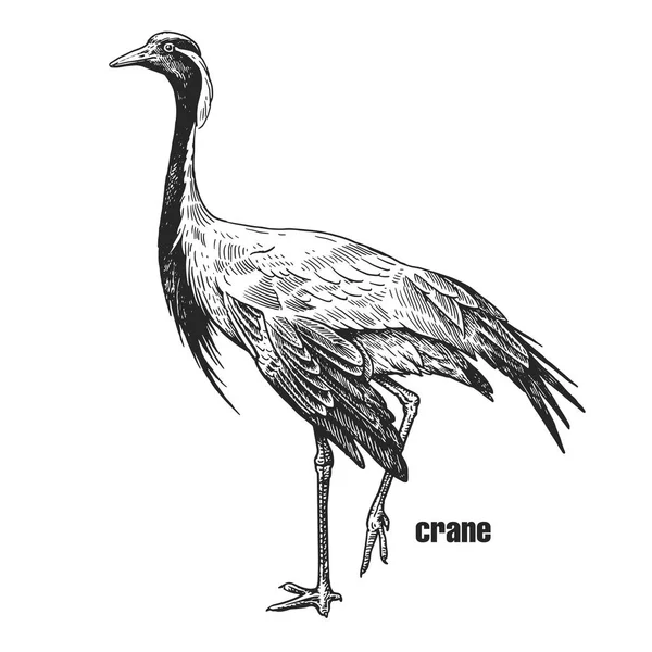 Crane Dibujo Mano Pájaro Salvaje Figura Negra Sobre Fondo Blanco — Archivo Imágenes Vectoriales