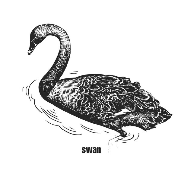 Чёрный лебедь. Ручной рисунок птицы из дикой природы. Черная фигура на белом фоне. Векторная иллюстрация. Винтажный стиль гравировки. Реалистично изолированная фигура водоплавающей птицы с длинной шеей. Концепция природы
