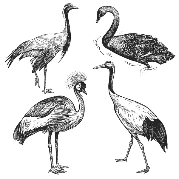 Fåglar Set Crane Japansk Kran Krönta Crane Black Swan Hand — Stock vektor