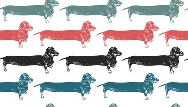 Padrão Sem Costura Dachshunds Cães Longos Preto Vermelho Azul Verde — Vetor de Stock