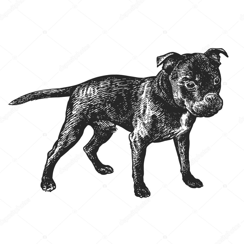 Cute puppy. Home pet isolated on white background. Sketch. Vector illustration art. Realistic portrait of animal in style vintage engraving. Black white hand drawing of Staffordshire Bull Terrier dog