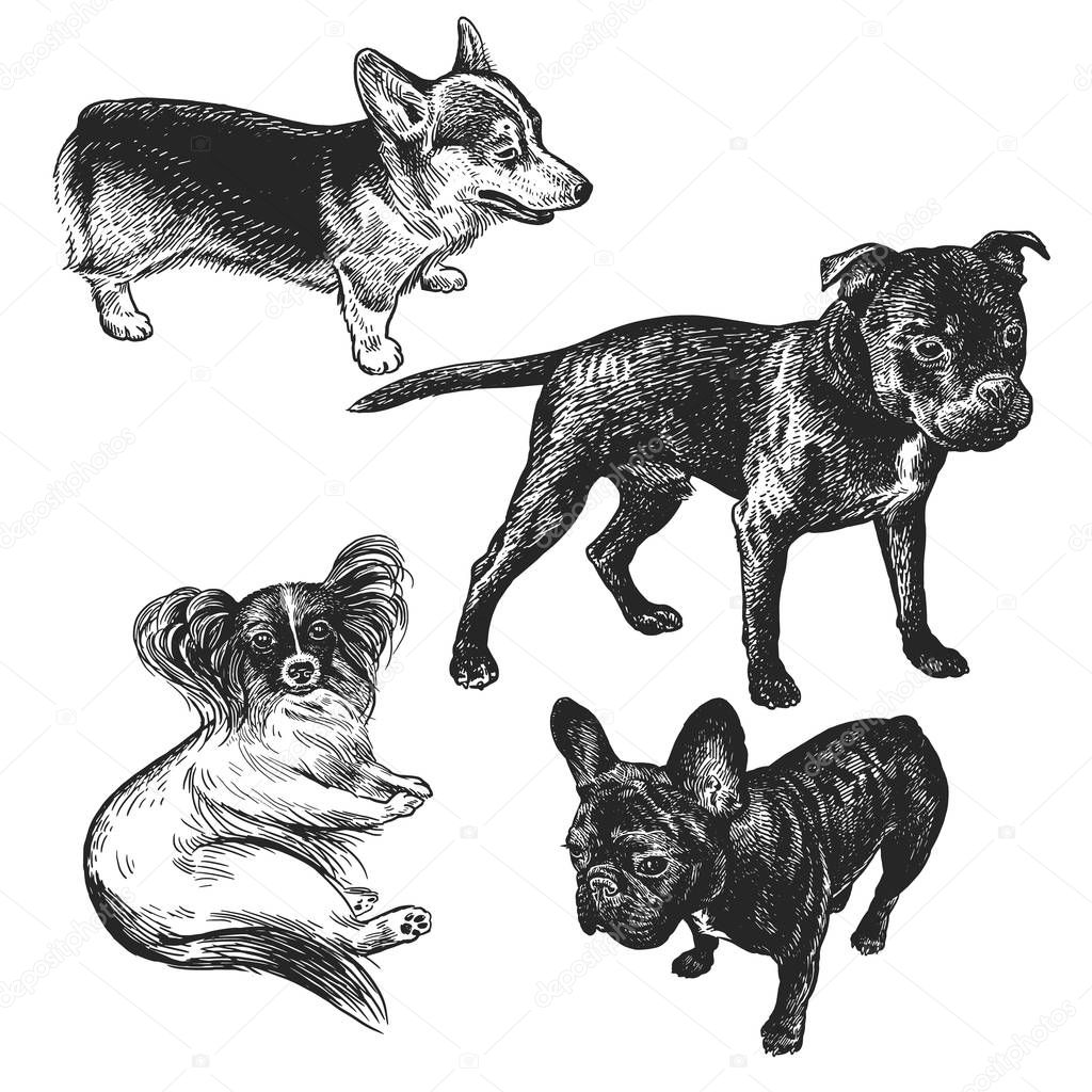Cute puppies set. Home pets isolated on white background. Sketch. Vector illustration art. Realistic portraits of animal. Vintage. Black and white hand drawing of dogs.