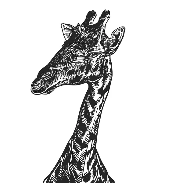 Giraffe Realistisches Porträt Eines Afrikanischen Tieres Vintage Gravur Vektor Illustration — Stockvektor