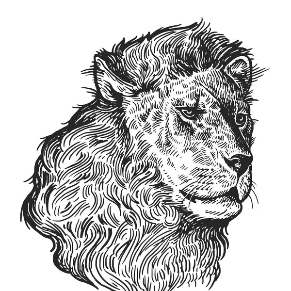 Lion Realistiska Porträtt Afrikanska Djur Vintage Gravyr Vektor Illustration Konst — Stock vektor