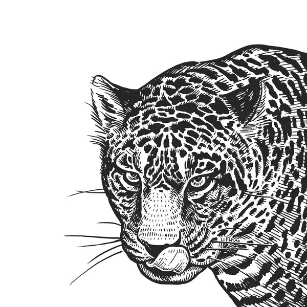 ジャガー アフリカの動物の現実的な肖像画 ビンテージの彫刻 ベクトル イラスト 黒と白の手描き ジャガーの頭がクローズ アップです 野生動物の捕食者の顔の表情 スケッチ — ストックベクタ