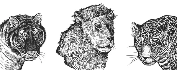 Lion Tiger Jaguar Set Realistic Portraits African Animals Vintage Engraving — Stock Vector