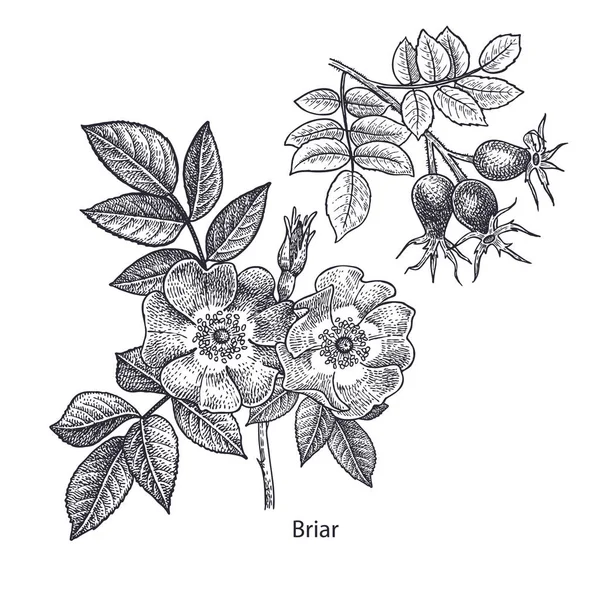Kutya Rose Virág Briar Gyógynövényismeret Növények Elkülönített Fehér Háttér Sorozat — Stock Vector