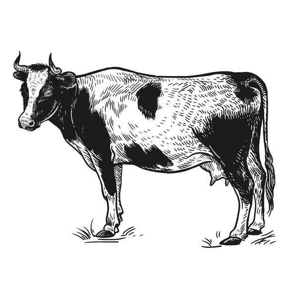 Animale Fattoria Mucca Immagine Realistica Isolata Sfondo Bianco Disegno Fatto — Vettoriale Stock