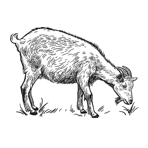 Animale Fattoria Capra Immagine Realistica Isolata Sfondo Bianco Disegno Fatto — Vettoriale Stock