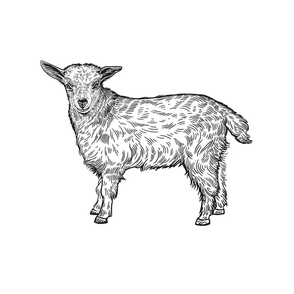 Farm Animal Lamb Isolated Realistic Image White Background Handmade Drawing — Stock Vector