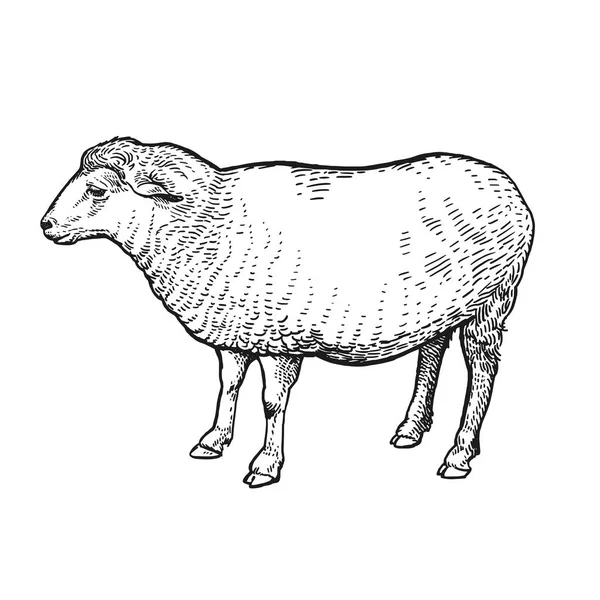Φάρμα Των Ζώων Πρόβατα Απομονωμένη Ρεαλιστική Εικόνα Άσπρο Φόντο Χειροποίητο — Διανυσματικό Αρχείο