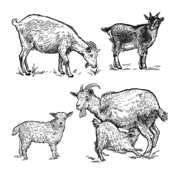 Farm Animals Set Goats Little Goats Lamb Isolated Realistic Image — Stock Vector
