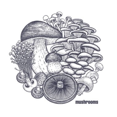 Mantar bir dairede. Şablon tabela, poster, kapak /. Bolete, Portobello, Shimeji, Champignon, istiridye mantar, Enoki. Siyah, beyaz. Vektör çizim vintage oyma